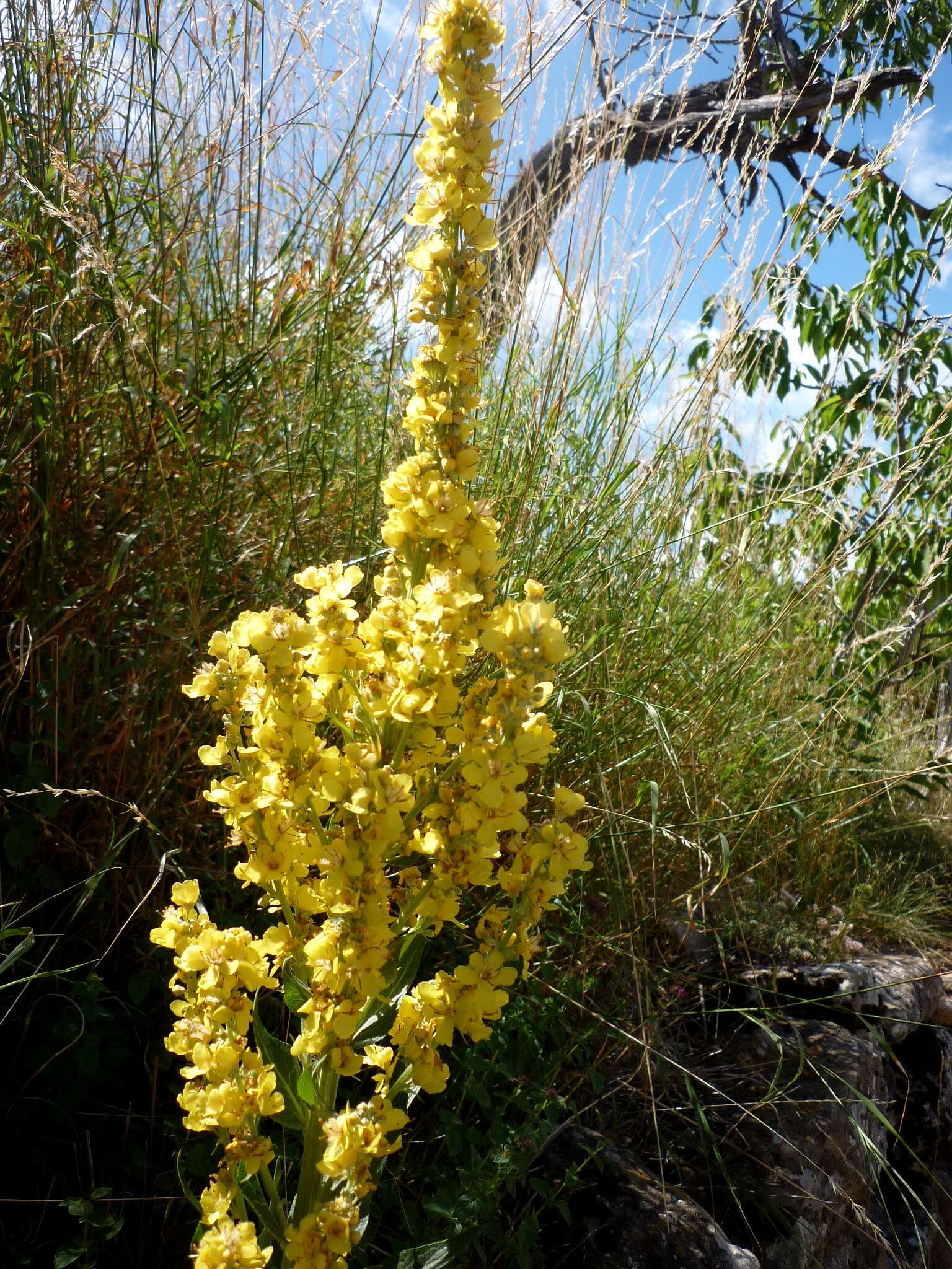 Image de Verbascum pulverulentum Vill.