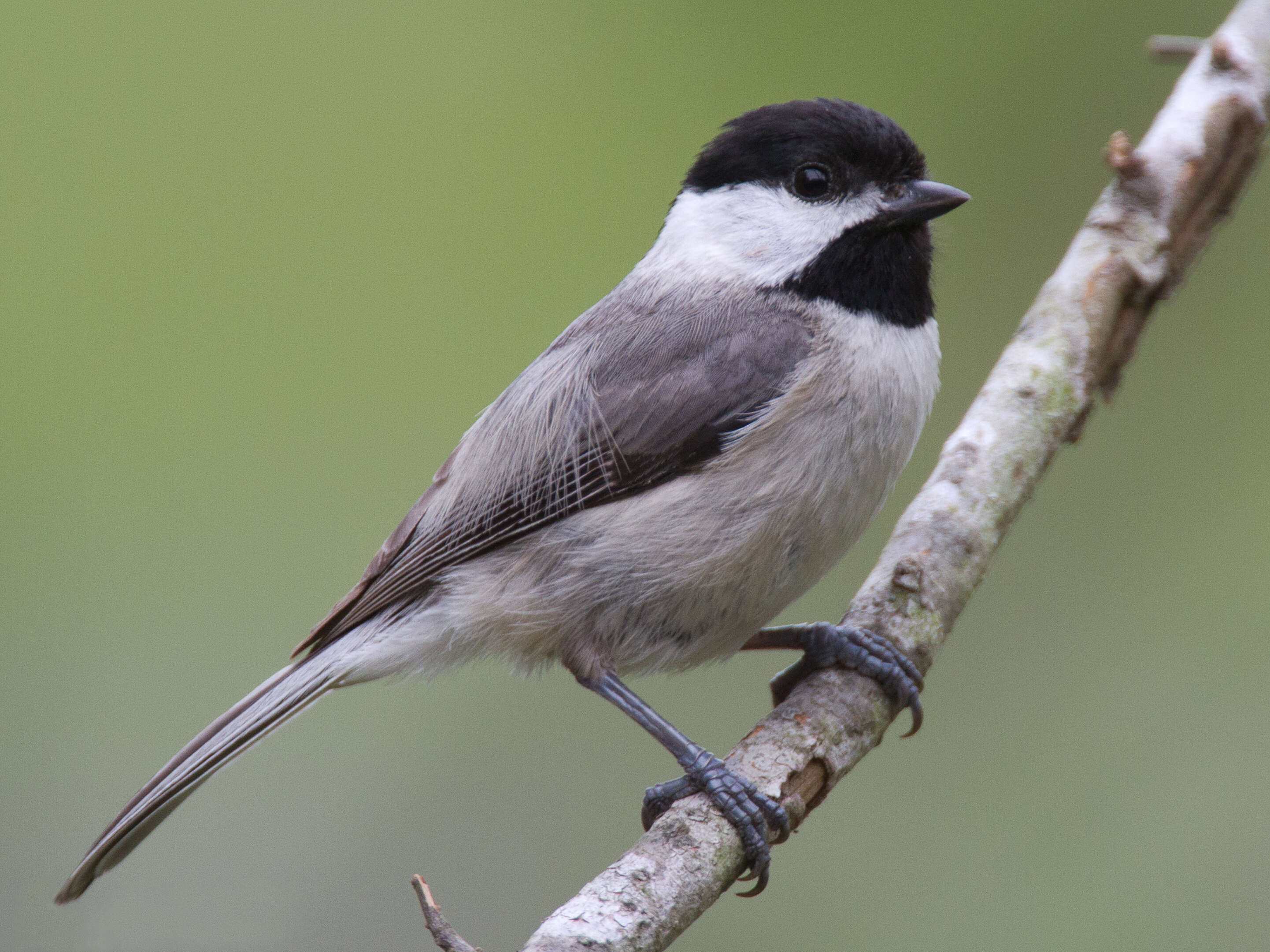 Image of Carolina Chickadee