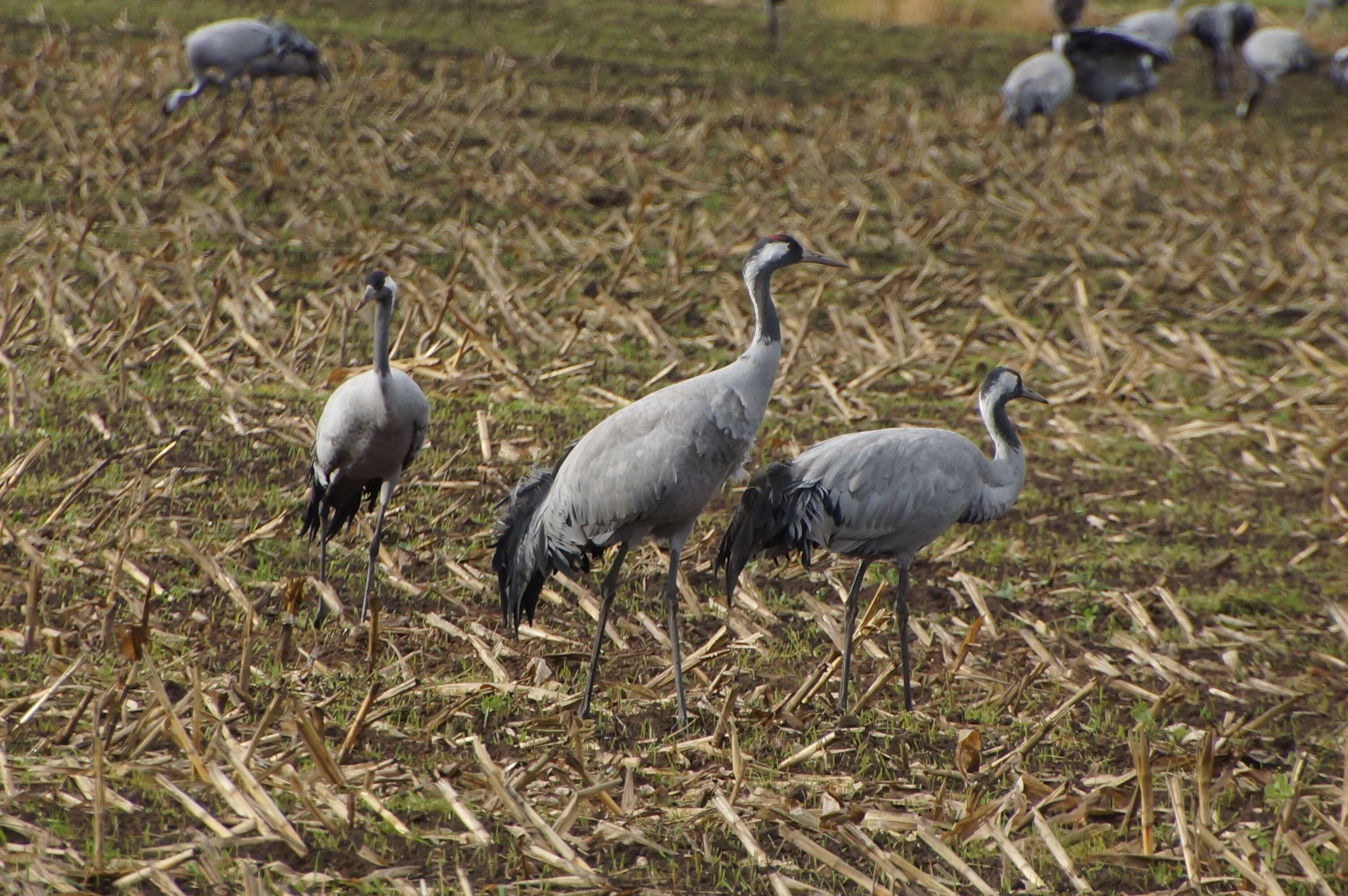 Image of Common Crane