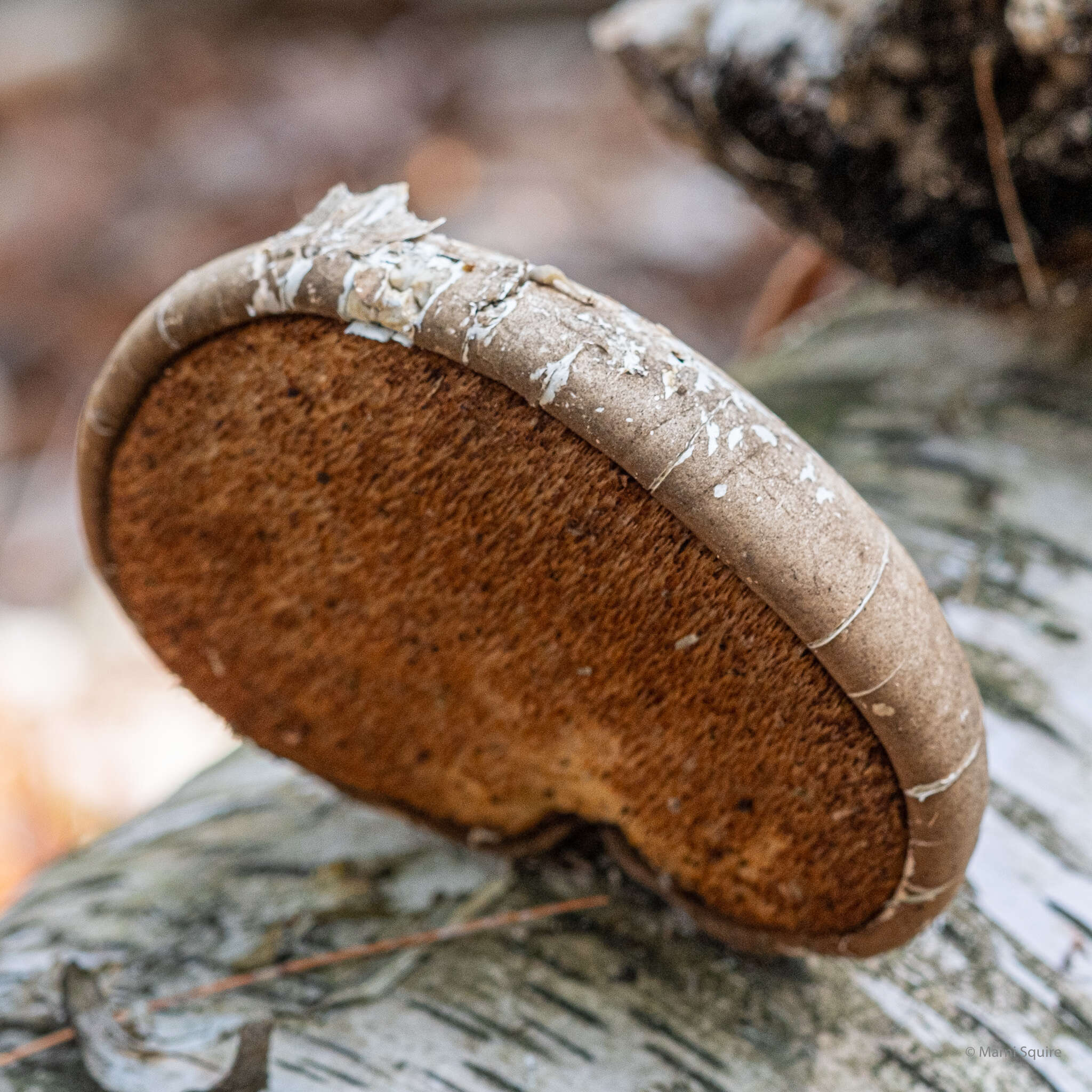 Image of birch polypore