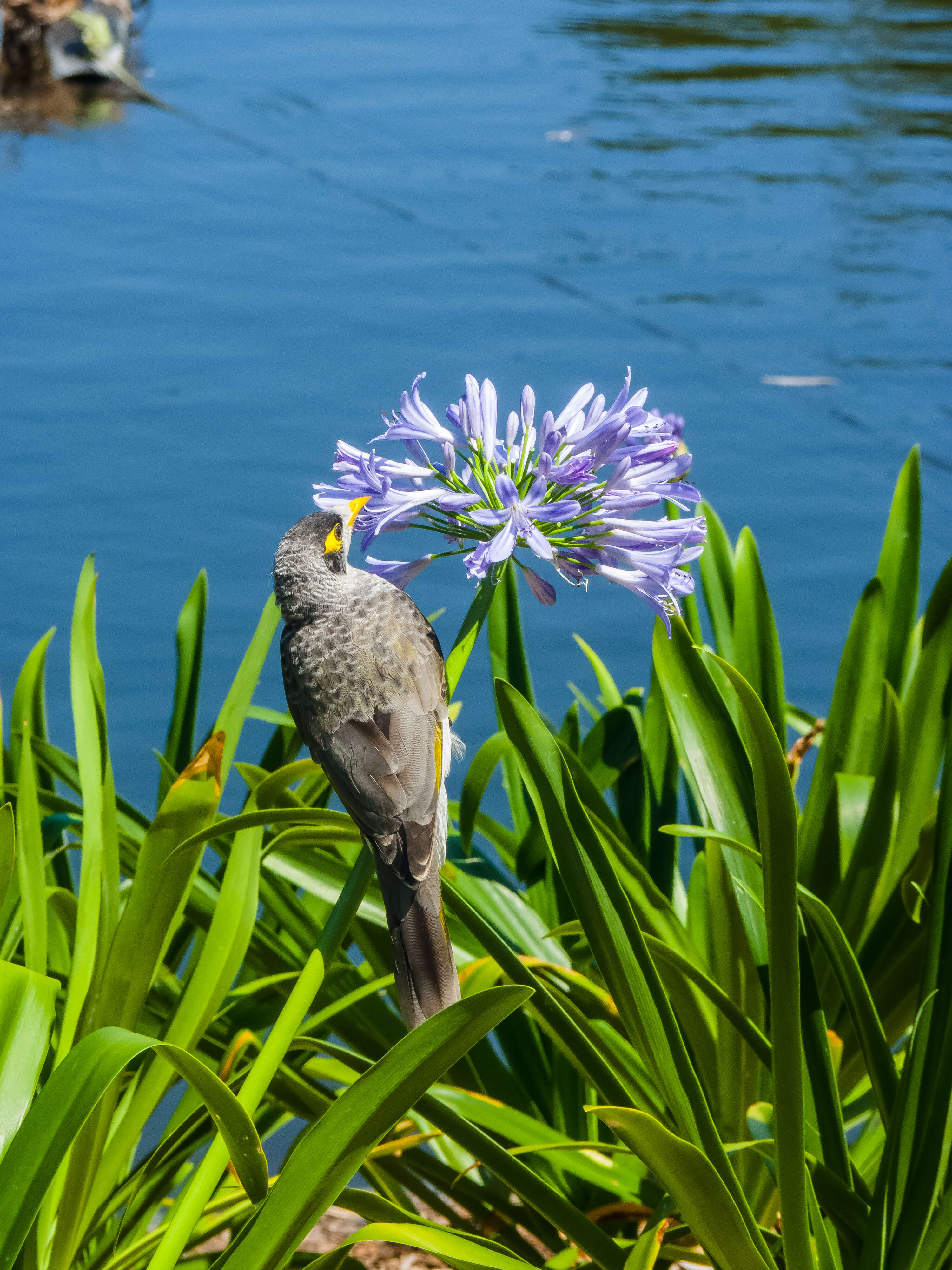 Imagem de Agapanthus africanus (L.) Hoffmanns.