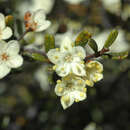 Image of Phebalium lepidotum (Turcz.) P. G. Wilson