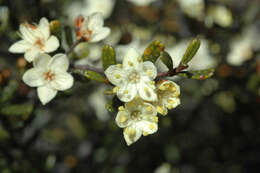 Image of Phebalium lepidotum (Turcz.) P. G. Wilson