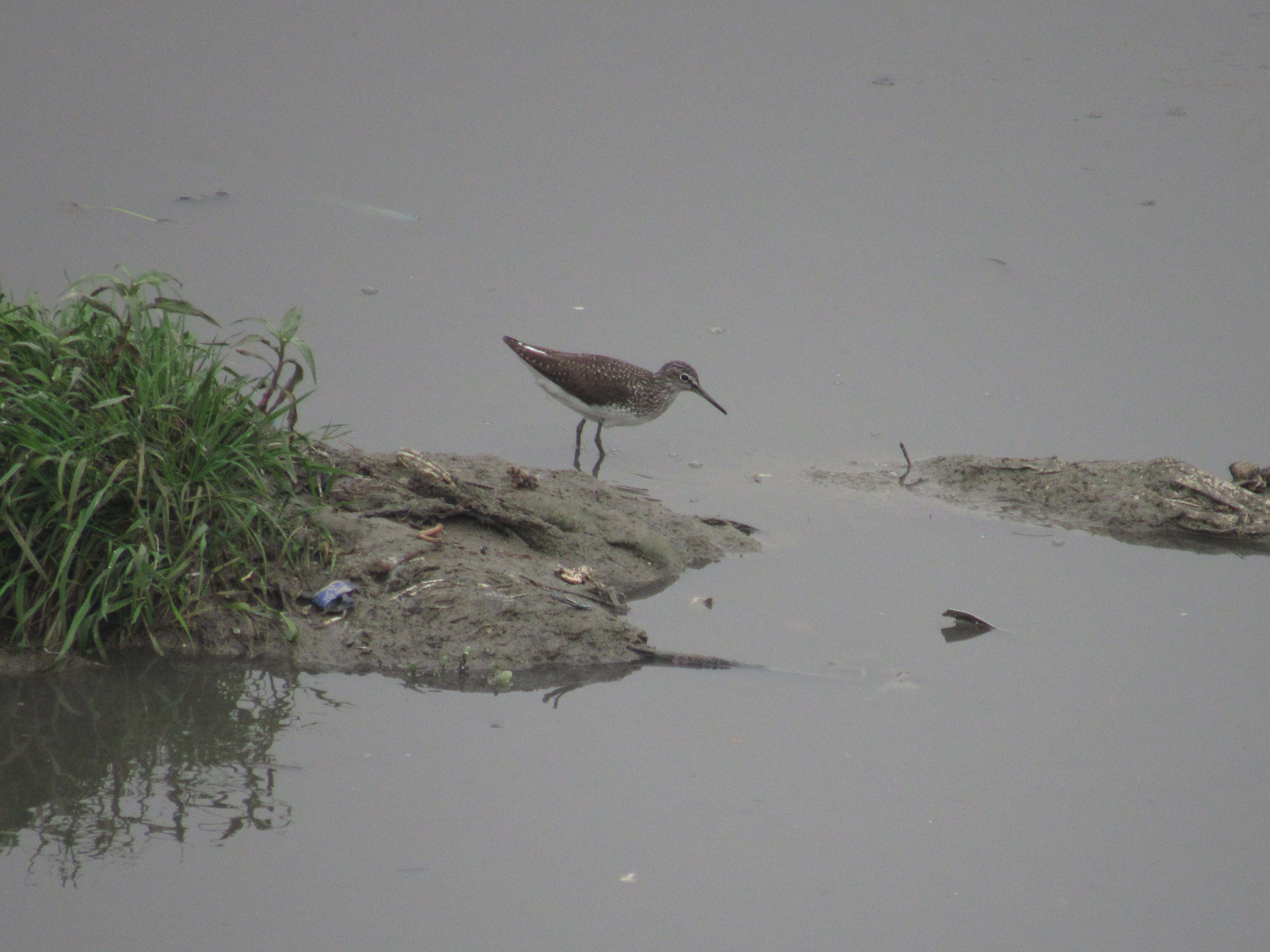 Image of Green Sandpiper