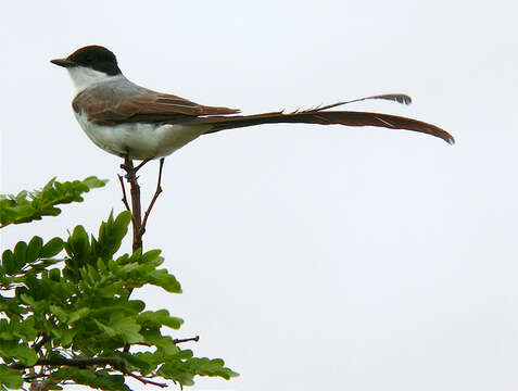 Image of Fork-tailed Flycatcher