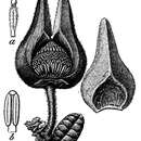 Image of Annona cascarilloides C. Wright ex Griseb.