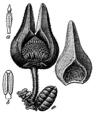 Annona cascarilloides C. Wright ex Griseb.的圖片