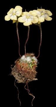 Image of Drosera citrina Lowrie & Carlquist