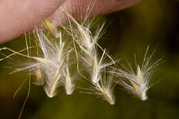 Image de Bothriochloa barbinodis (Lag.) Herter