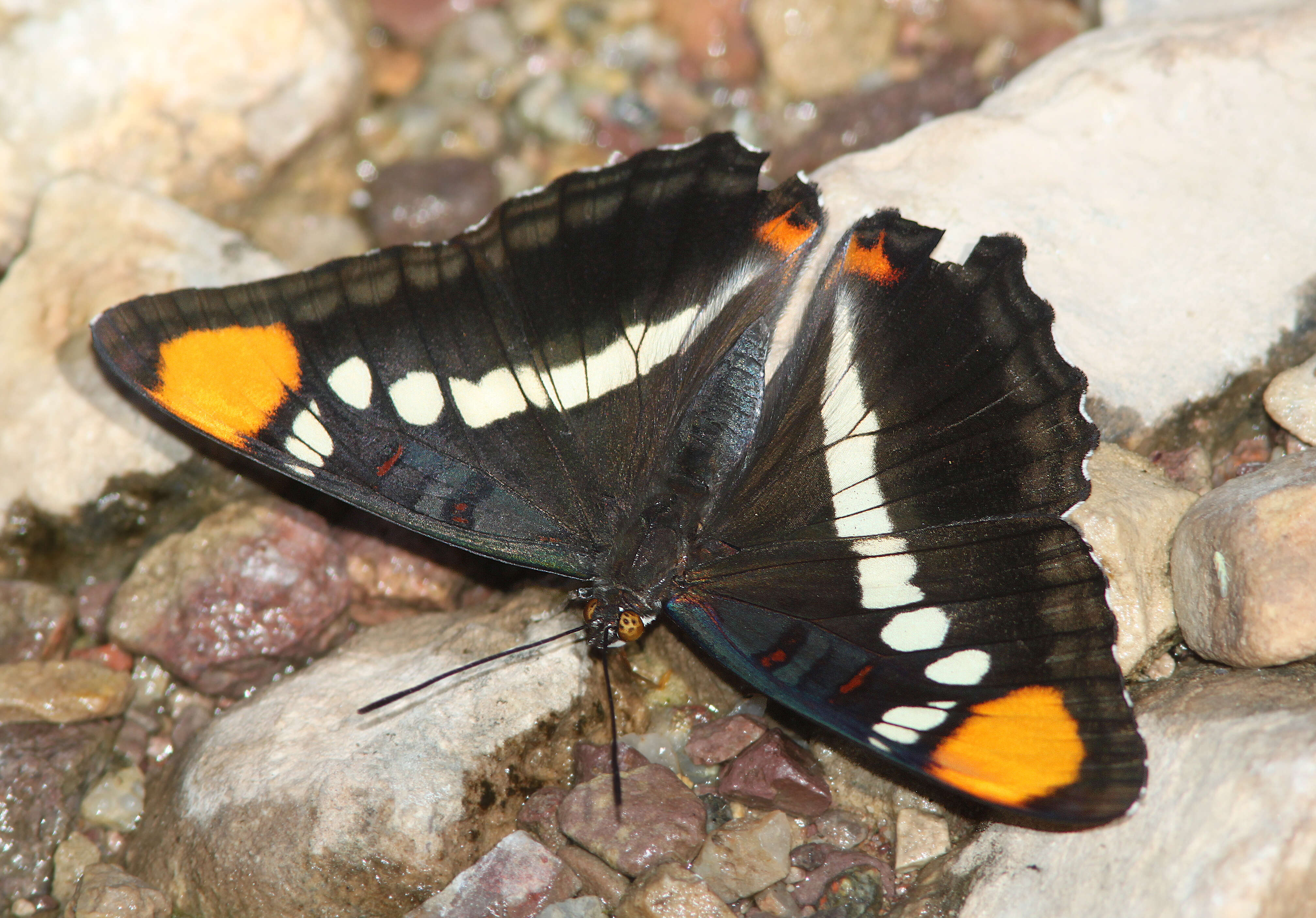 Limenitis bredowii Hübner 1837的圖片