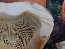 Image of Stinking Russula