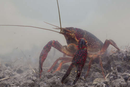 Image de Procambarus clarkii