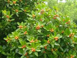 Слика од Hugonia mystax L.