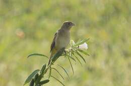 Image of Brown-headed Bunting