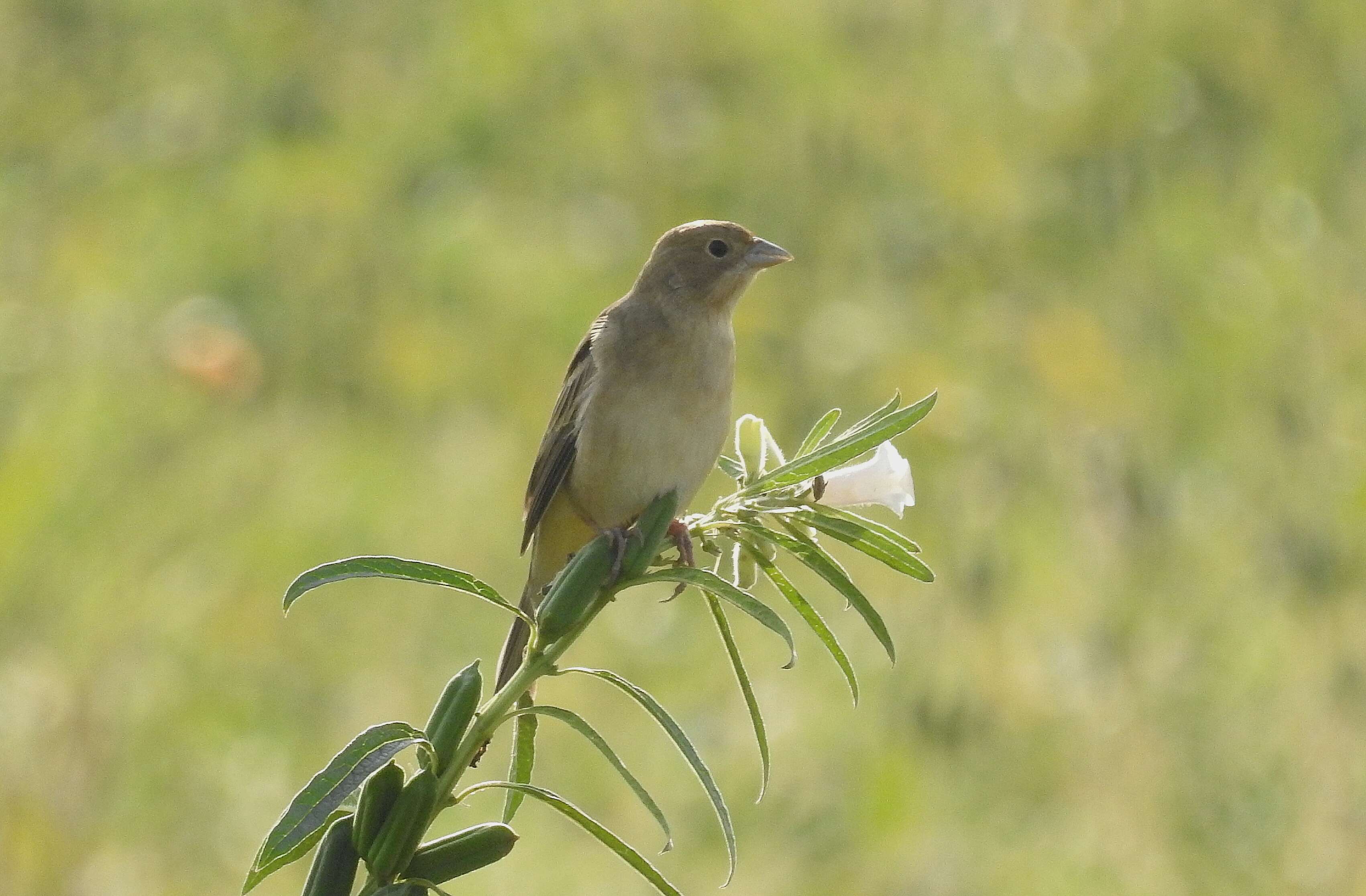 Image of Brown-headed Bunting