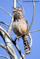 Image of Cactus Wren