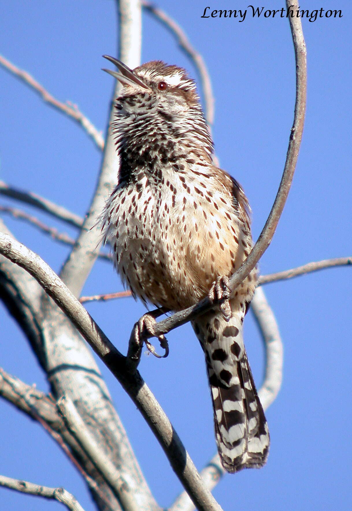 Imagem de Campylorhynchus brunneicapillus (Lafresnaye 1835)