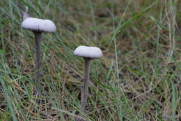 Image of Laccaria amethystina Cooke 1884