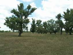 Image of Black Poplar