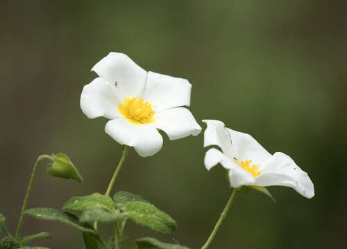 Image of salvia cistus