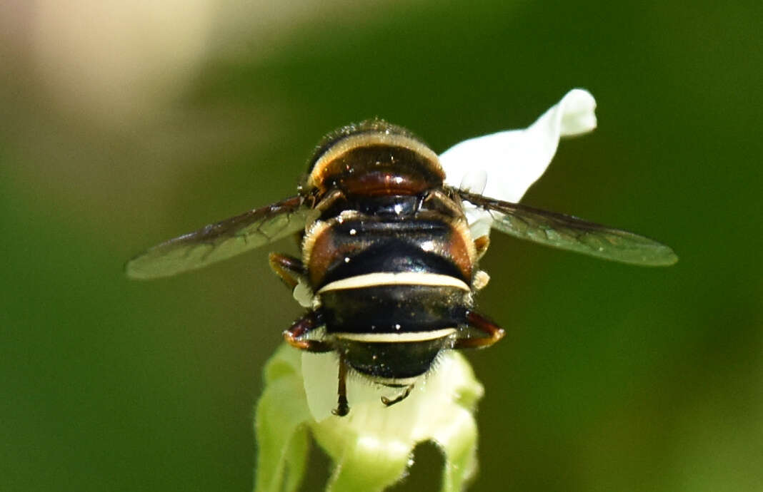 Слика од Eristalis cryptarum (Fabricius 1794)