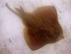 Image of Blonde Ray