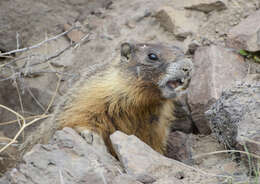 Image of Marmota subgen. Petromarmota Steppan et al. 1999