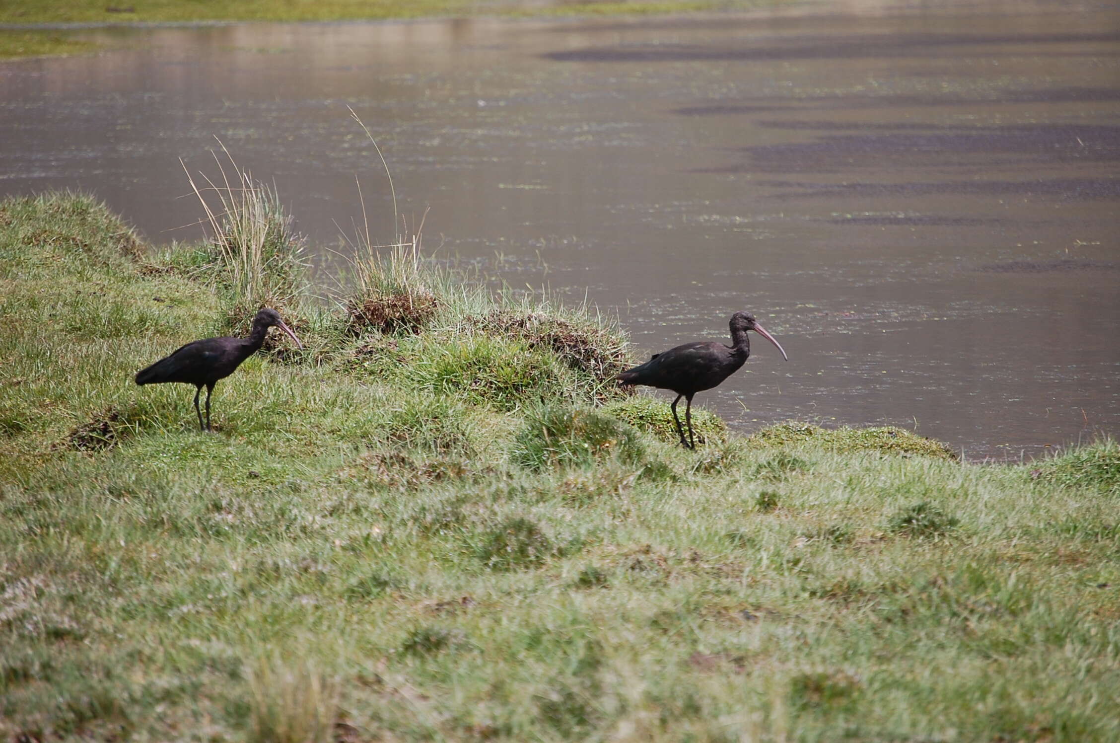 Image de Ibis de Ridgway