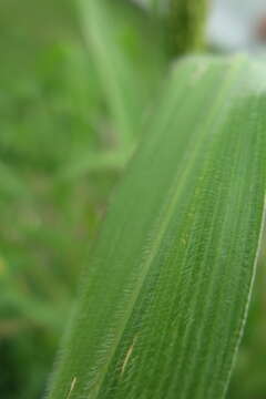 Imagem de Panicum capillare L.