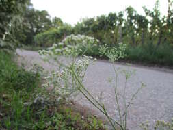 Image of longleaf