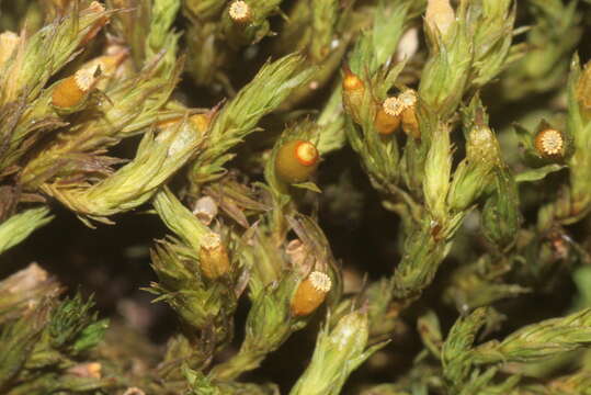 Image de Orthotrichum striatum Hedwig 1801