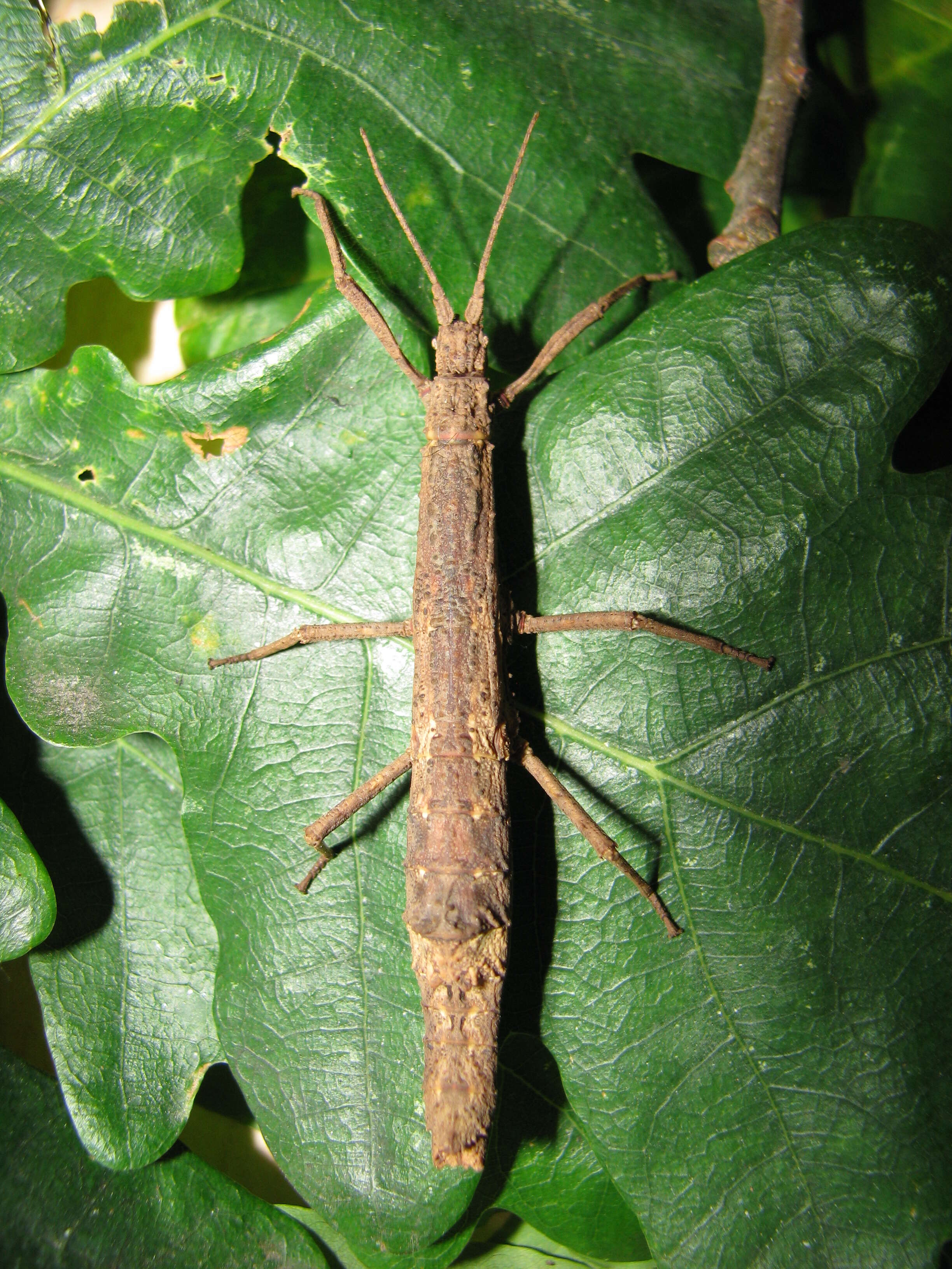 Image of Orestes mouhotii (Bates 1865)