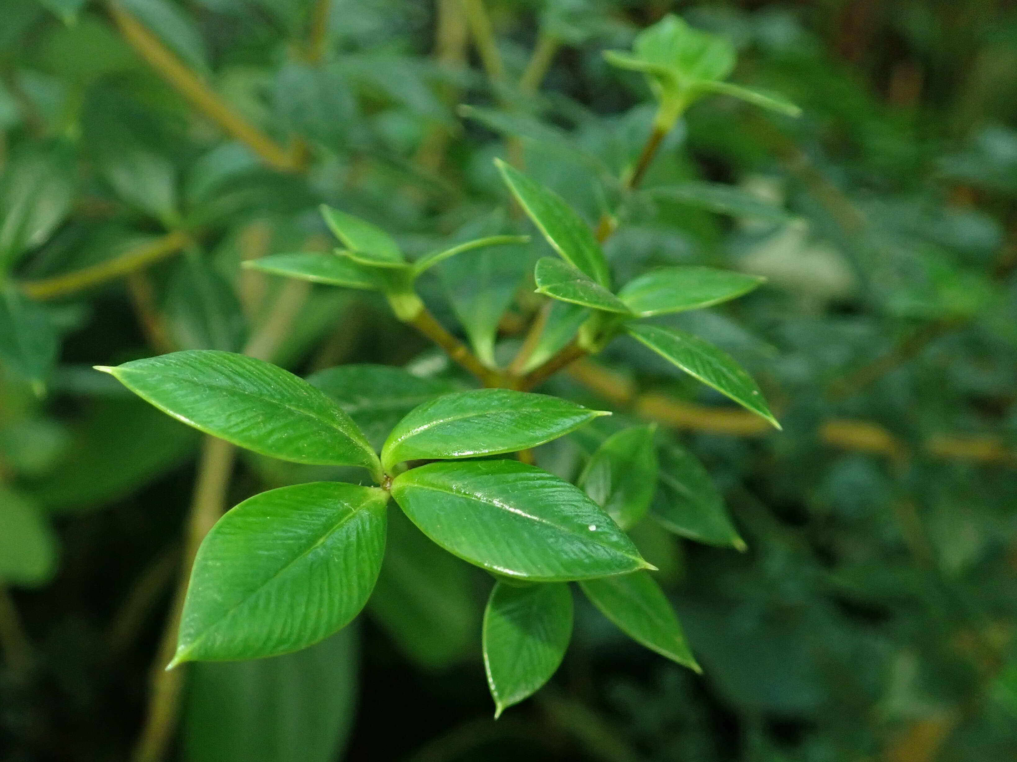 Image of Alyxia ruscifolia R. Br.