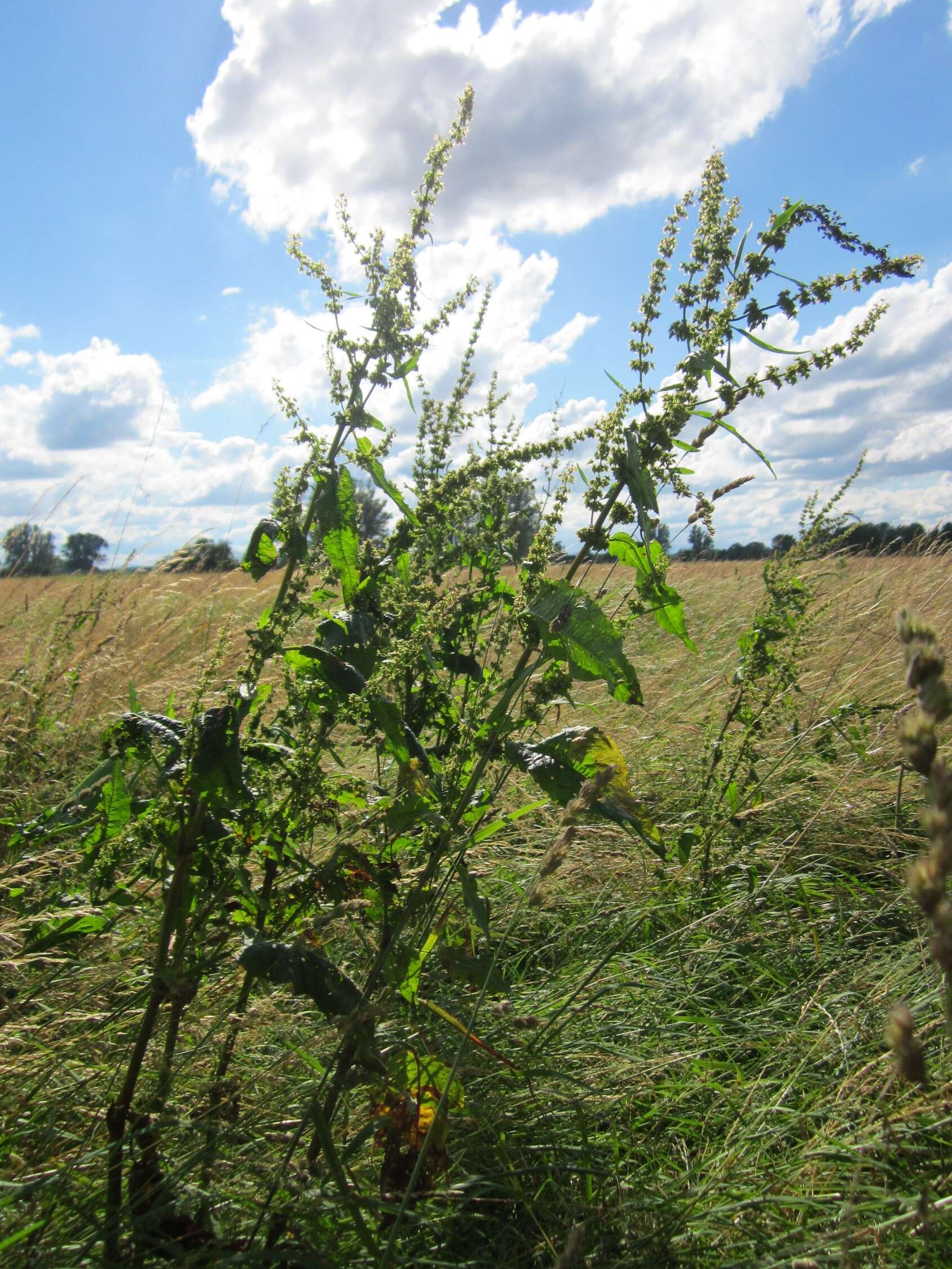 Imagem de Rumex obtusifolius L.