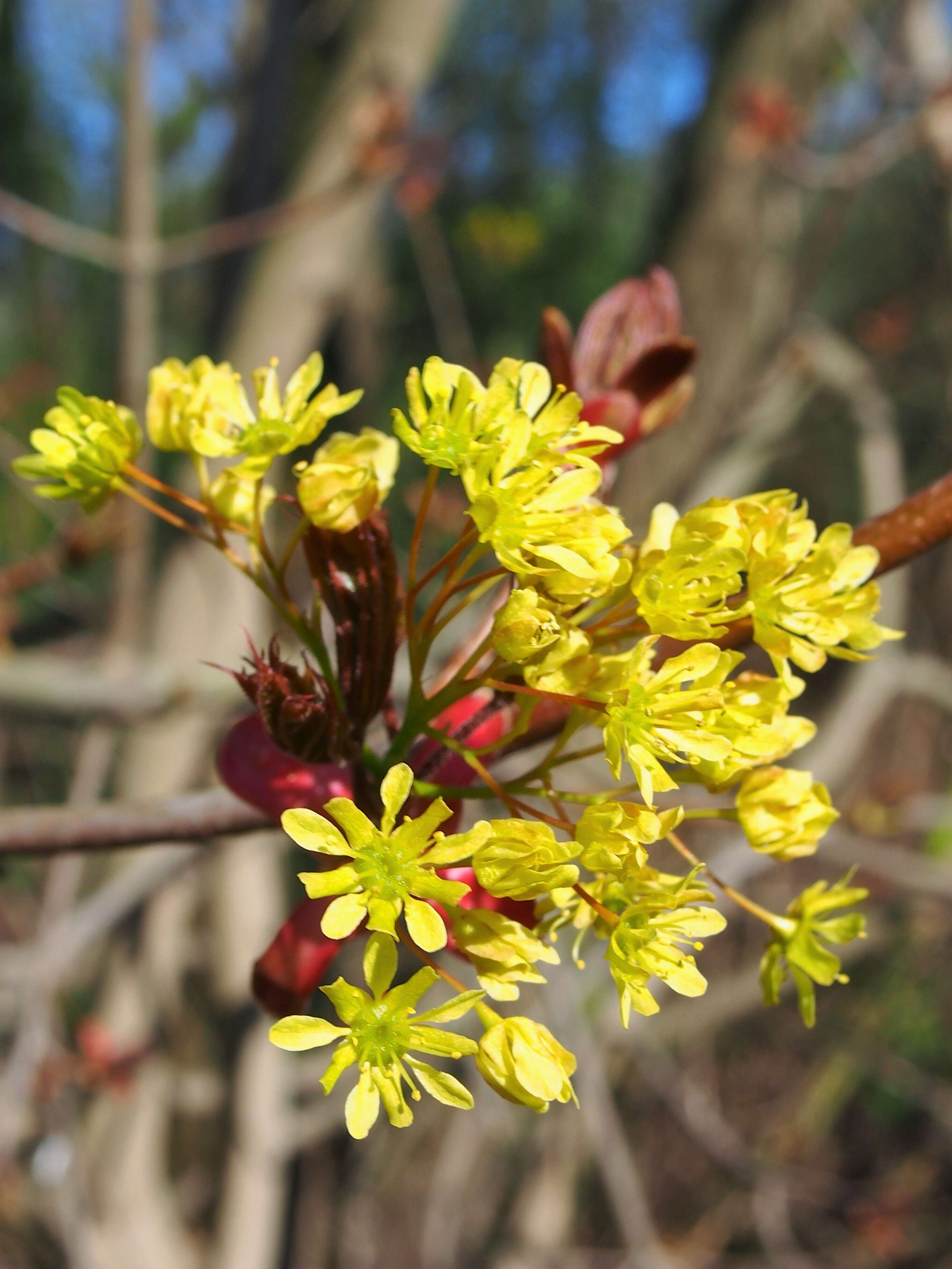 Image of Norway Maple