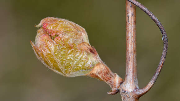 Image of River-Bank Grape