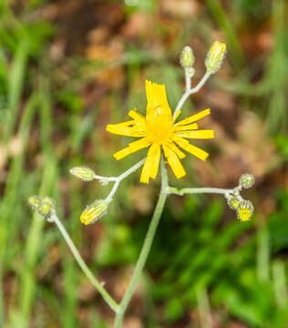 Image of few-leaved hawkweed