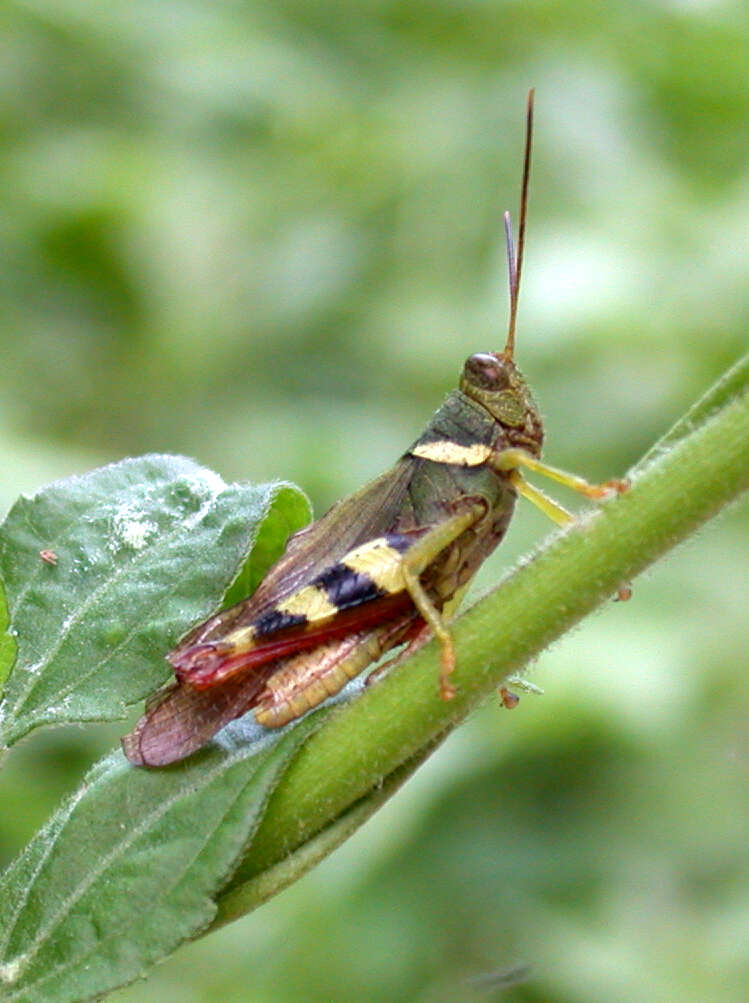 Apalacris varicornis Walker & F. 1870的圖片