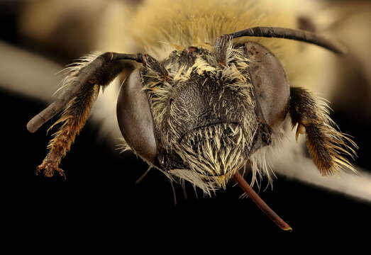 Image of Western Anthophora