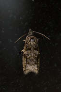 Image of Maple Twig Borer Moth