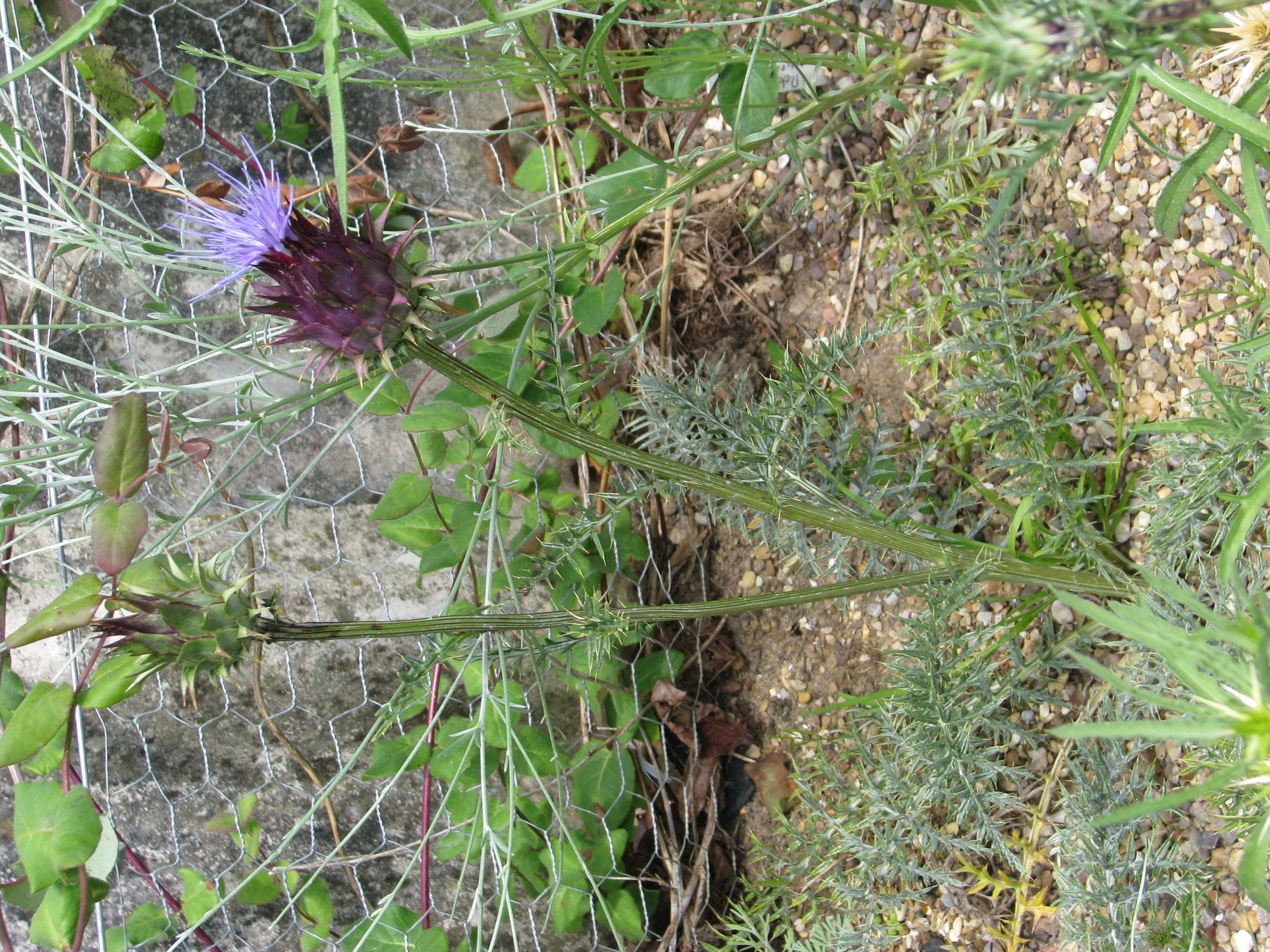 Image of Cynara humilis L.