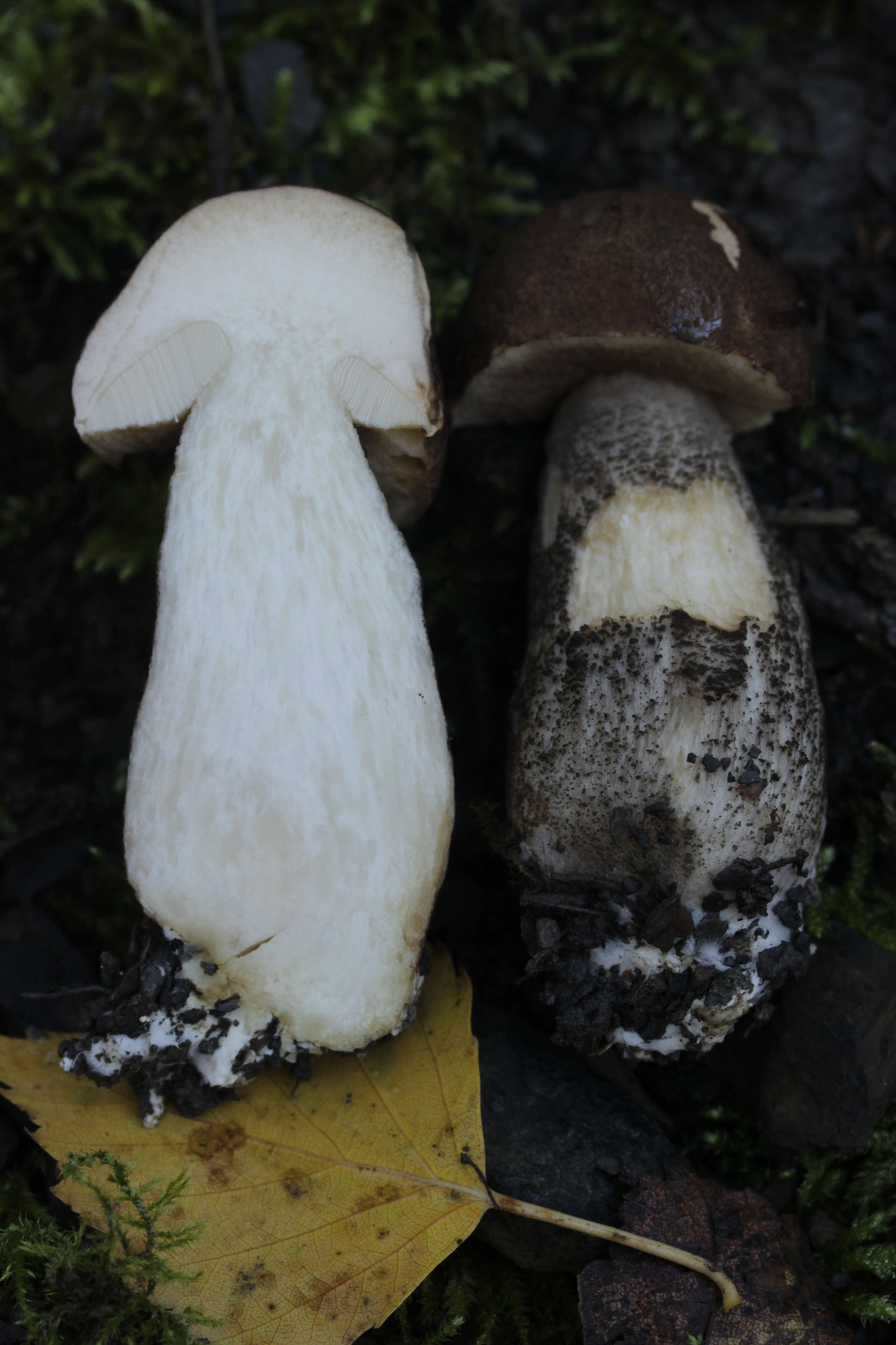 Image of Leccinum scabrum (Bull.) Gray 1821