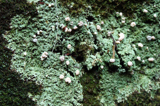 Image of peppermint drop lichen