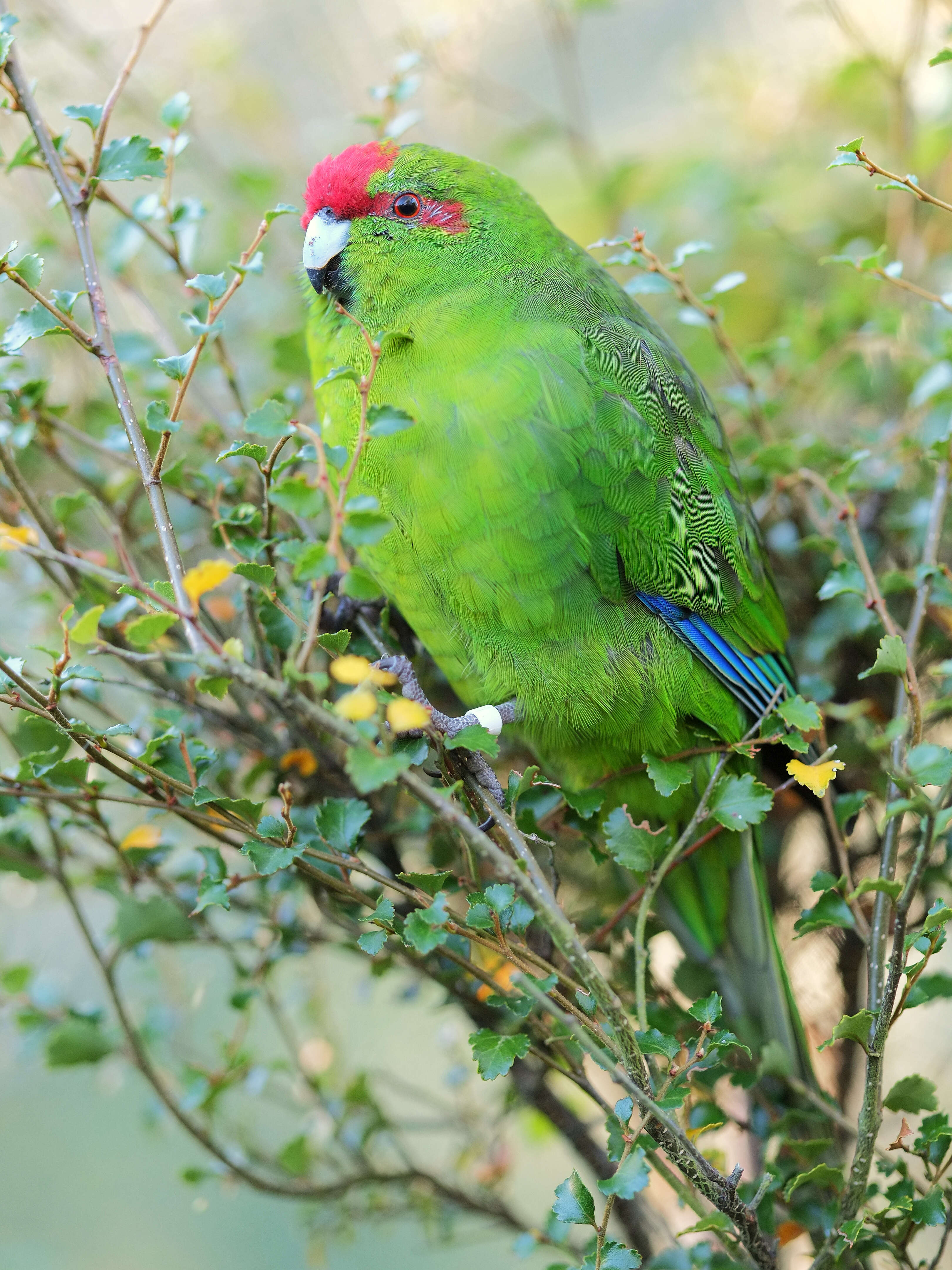 Image of Red-crowned Parakeet