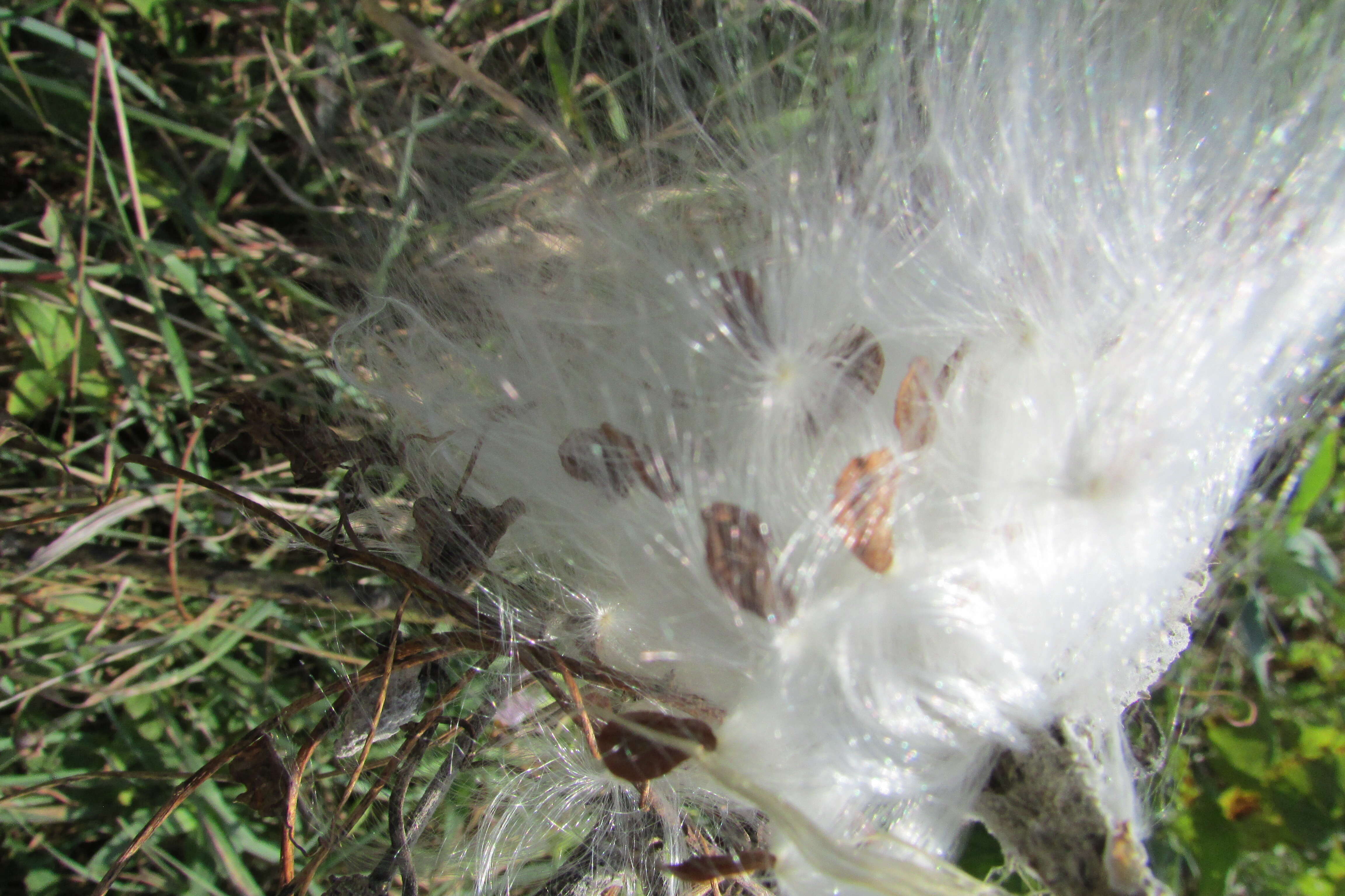 Image of purple milkweed