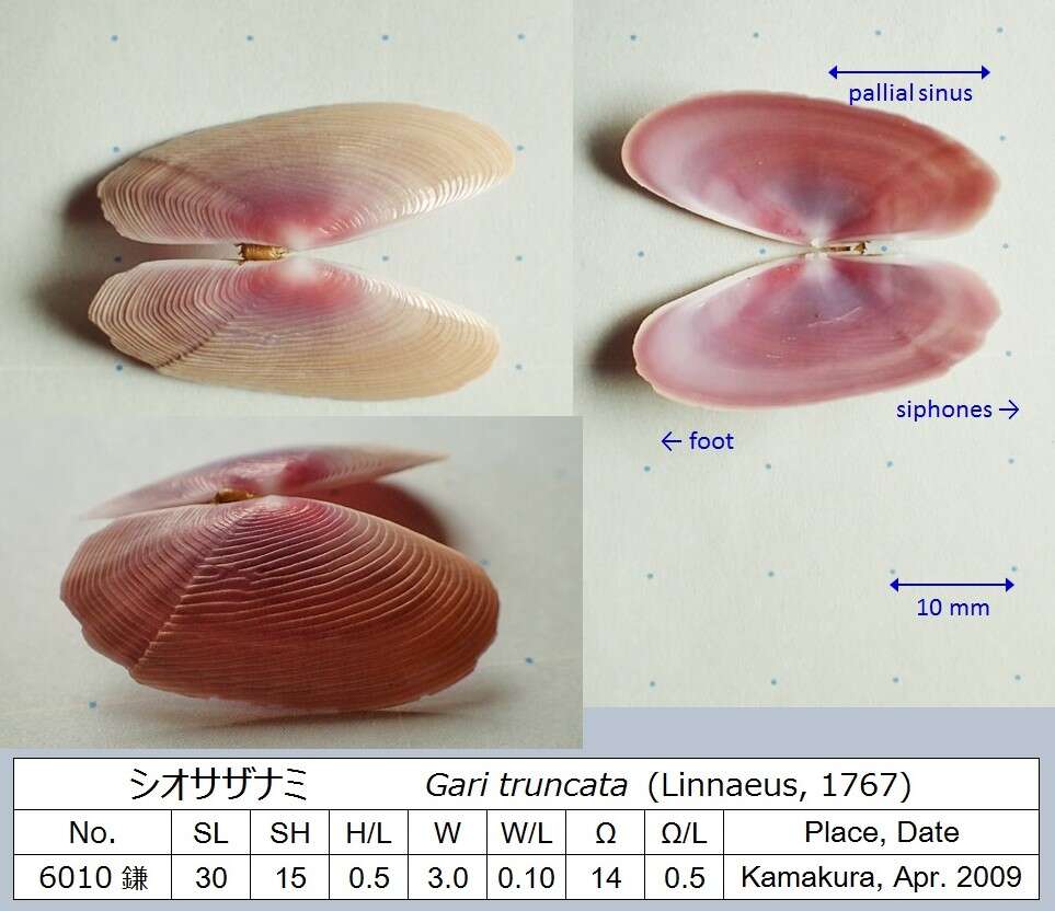 Imagem de Psammobiidae J. Fleming 1828