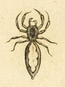 Image of Platycryptus