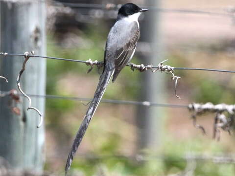 Image of Fork-tailed Flycatcher