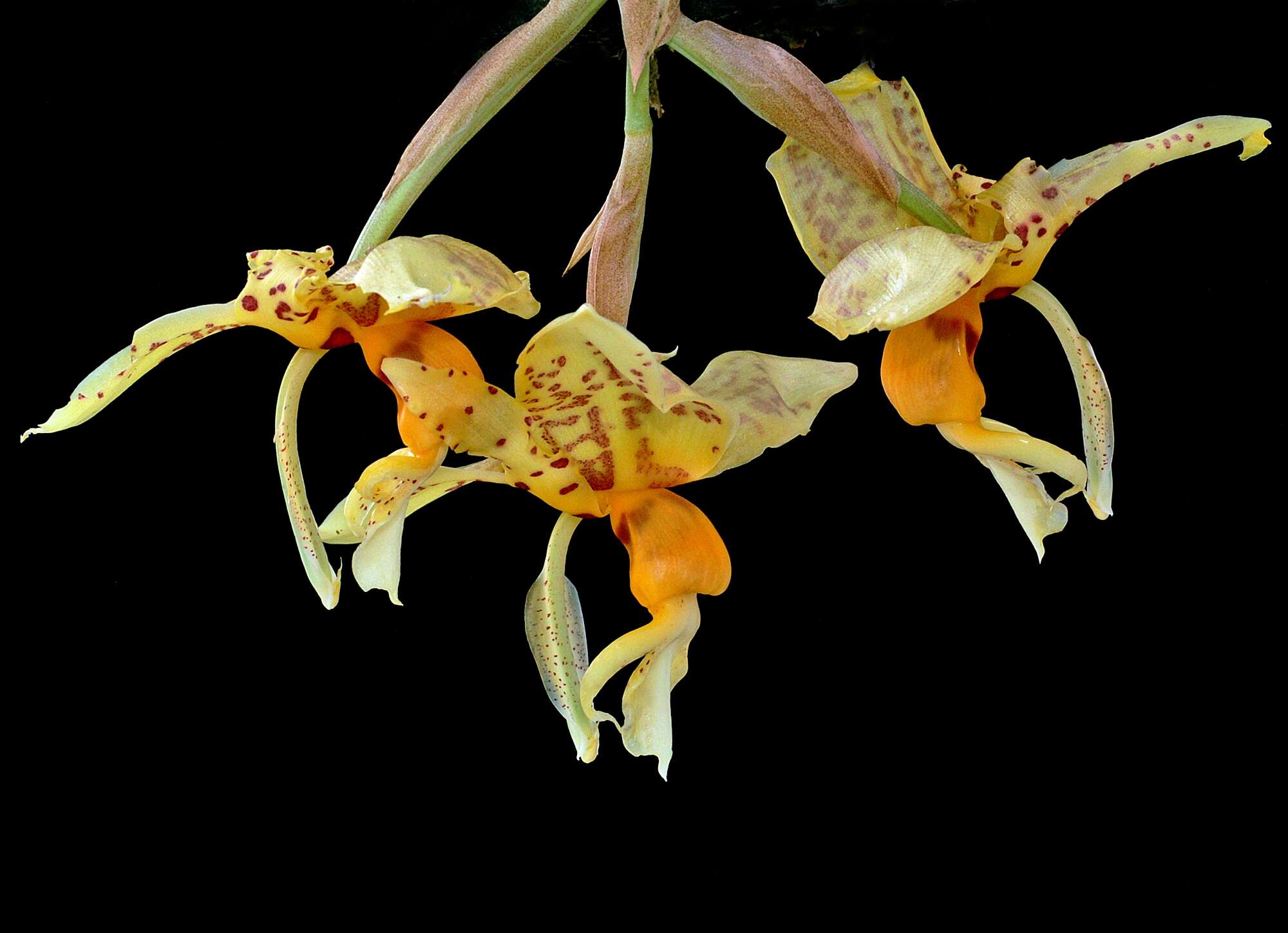 Image of Stanhopea shuttleworthii Rchb. fil.