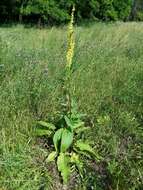 Verbascum nigrum L. resmi